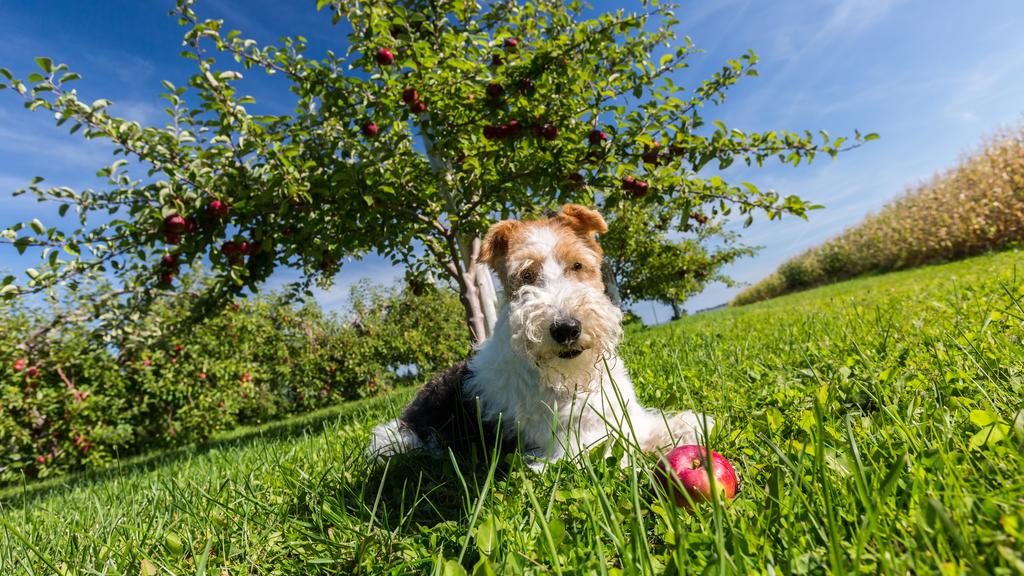 Wire Fox Terrier