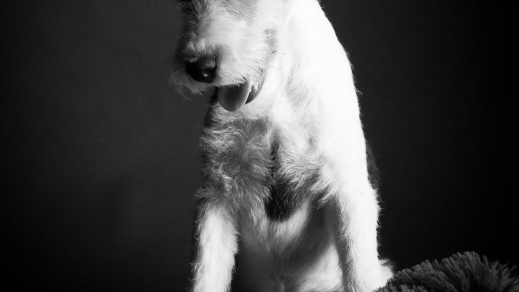 Temperament & Behavior icon