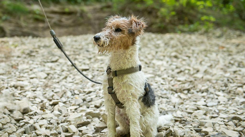 Wire Fox Terrier