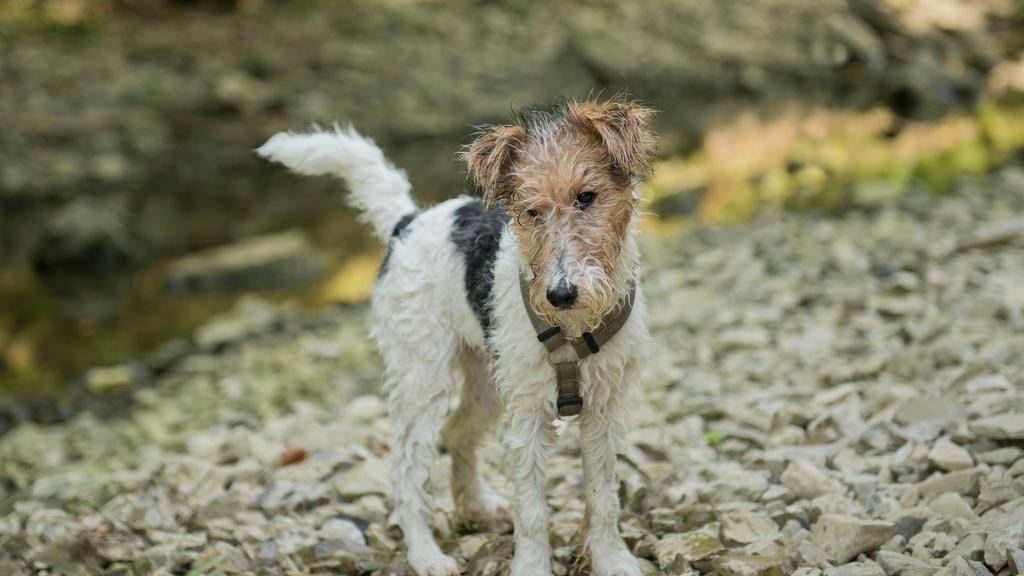 Living Environment Adaptability icon