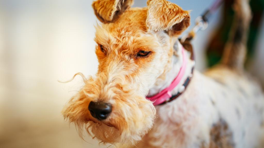 Life Stage Considerations icon