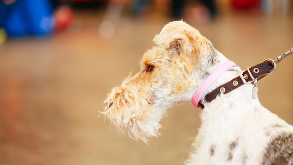 Wire Fox Terrier