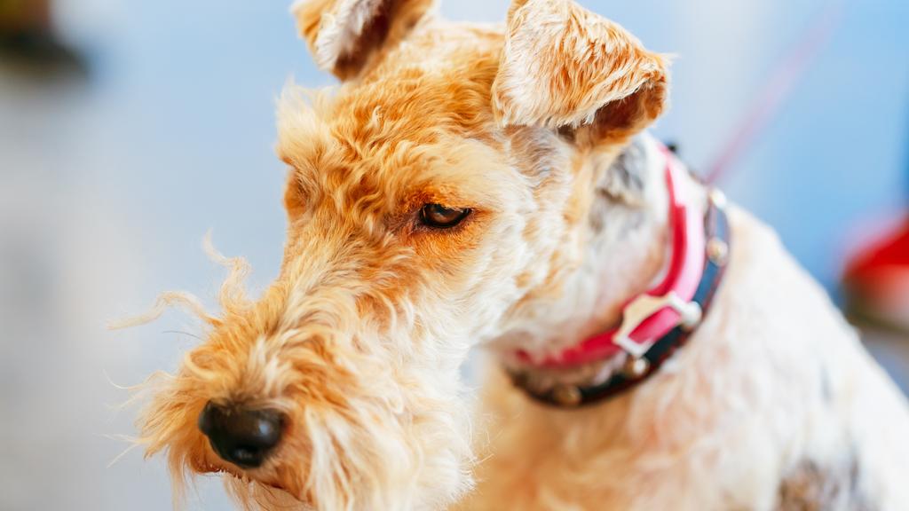 Wire Fox Terrier