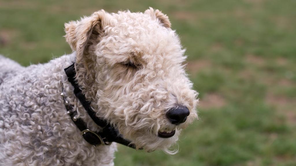 Adoption vs. Breeder Considerations icon