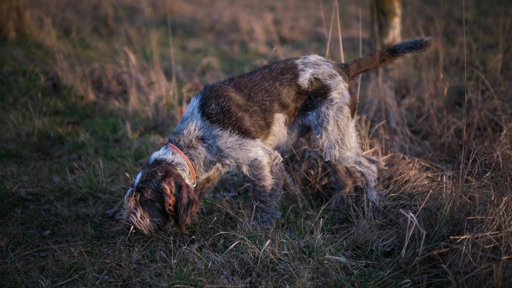 Wirehaired Pointing Griffon