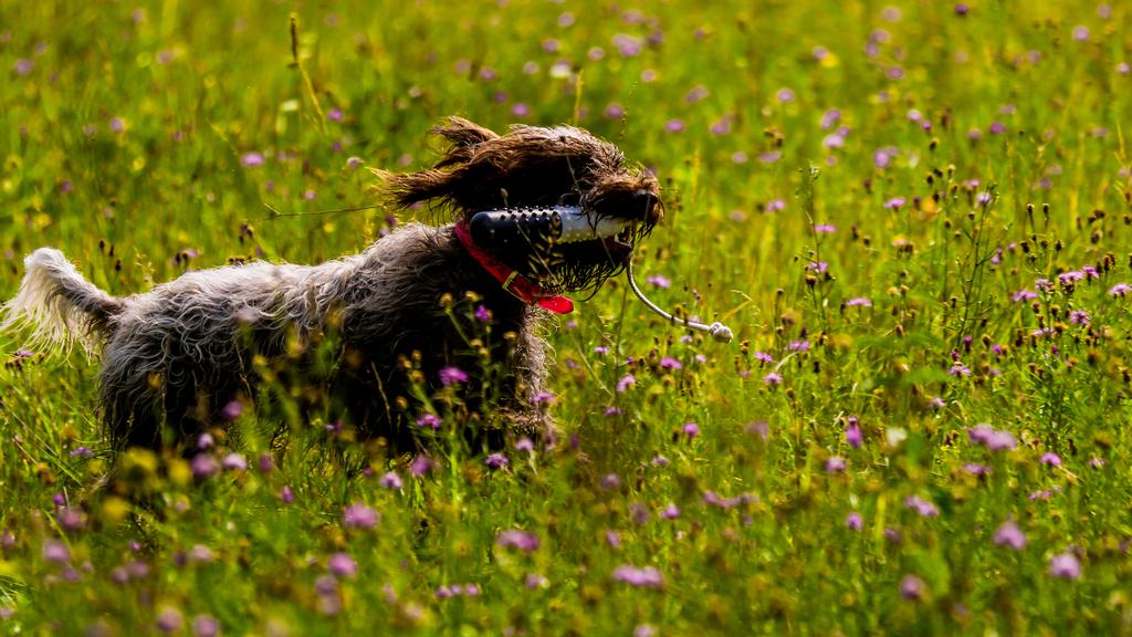 Wirehaired Pointing Griffon