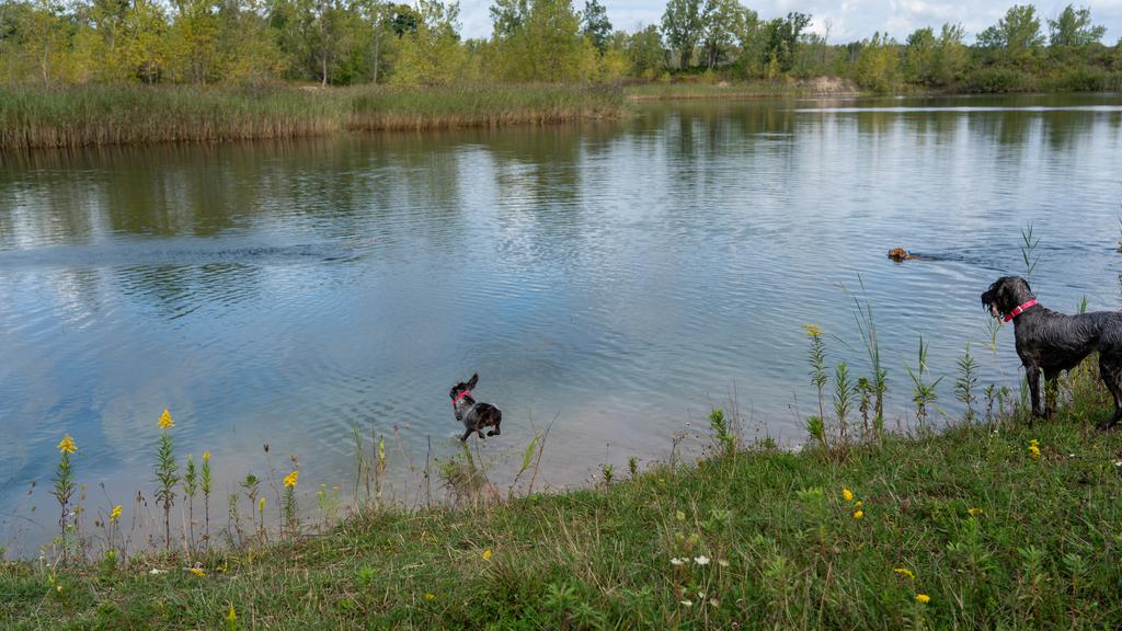 Wirehaired Pointing Griffon