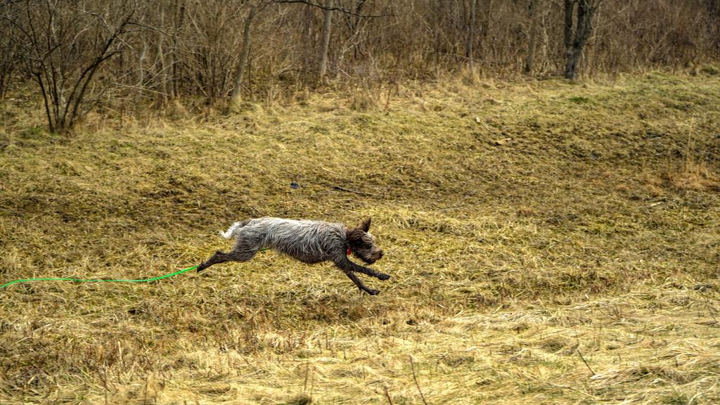 Wirehaired Pointing Griffon