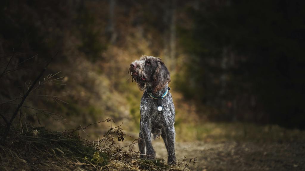 Wirehaired Pointing Griffon