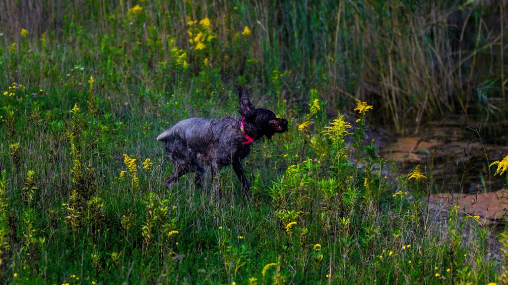 Wirehaired Pointing Griffon