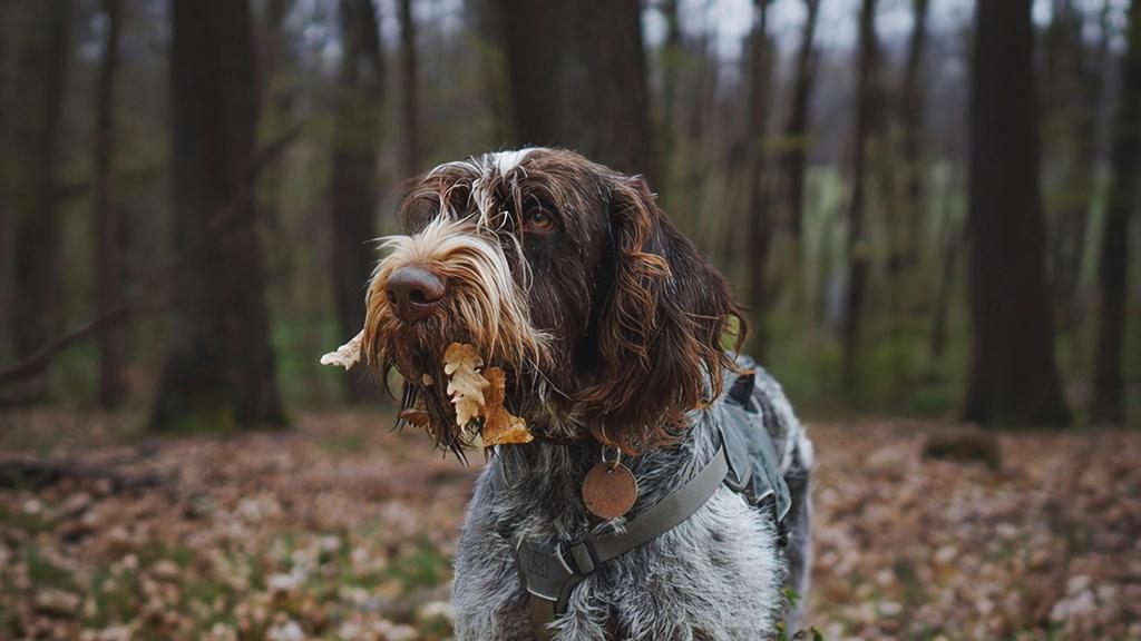 Wirehaired Pointing Griffon