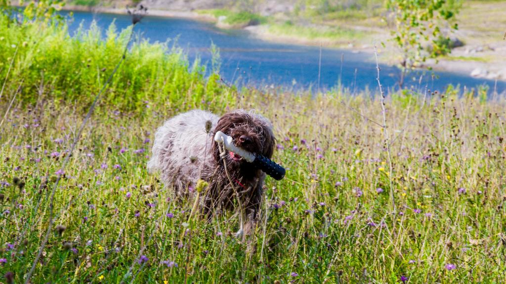 Wirehaired Pointing Griffon