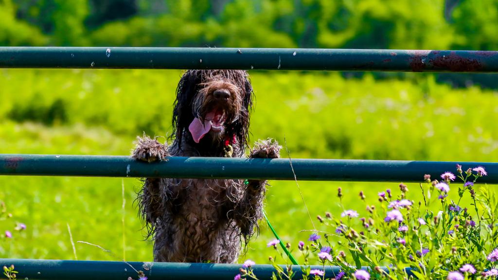 Wirehaired Pointing Griffon