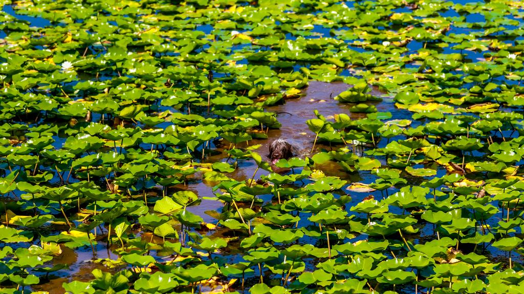 Exercise & Activity Needs icon