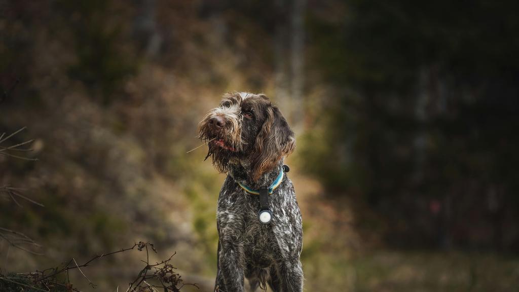 Wirehaired Pointing Griffon