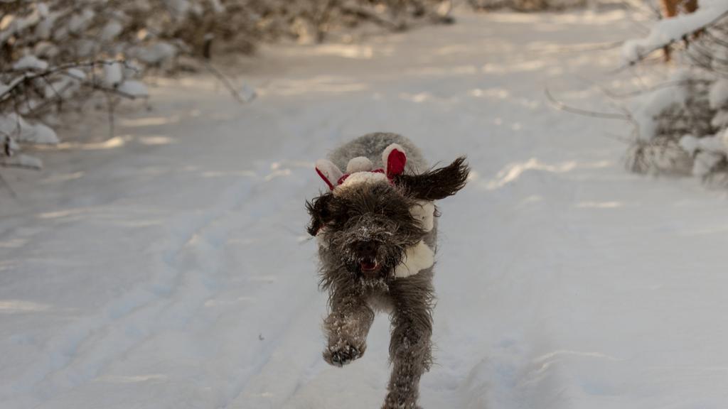 Wirehaired Pointing Griffon