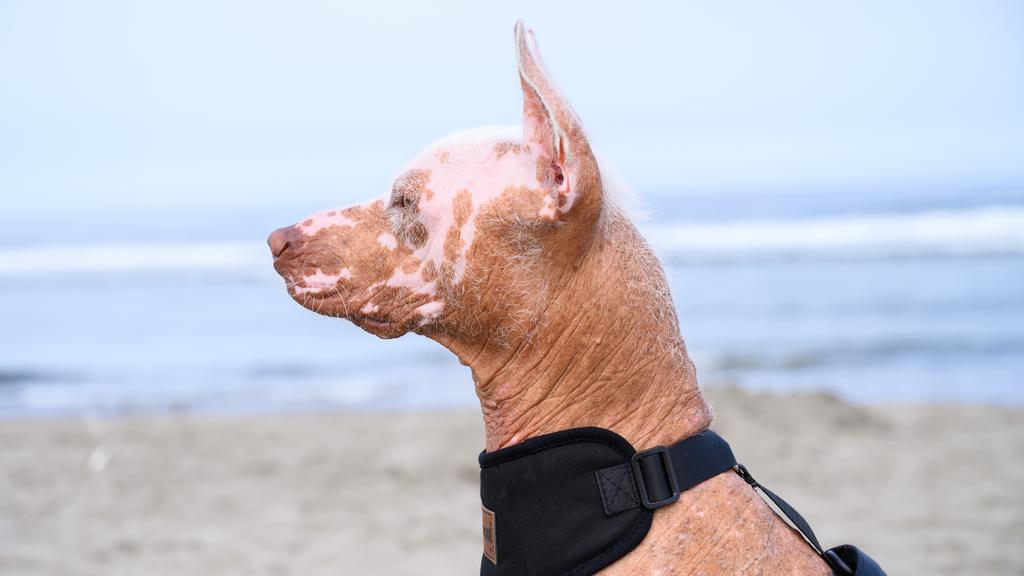 Xoloitzcuintli