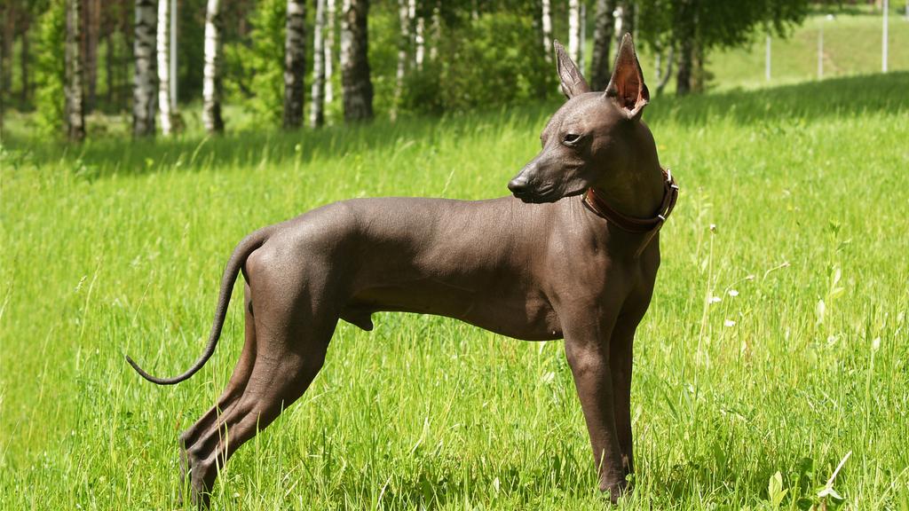 Xoloitzcuintli