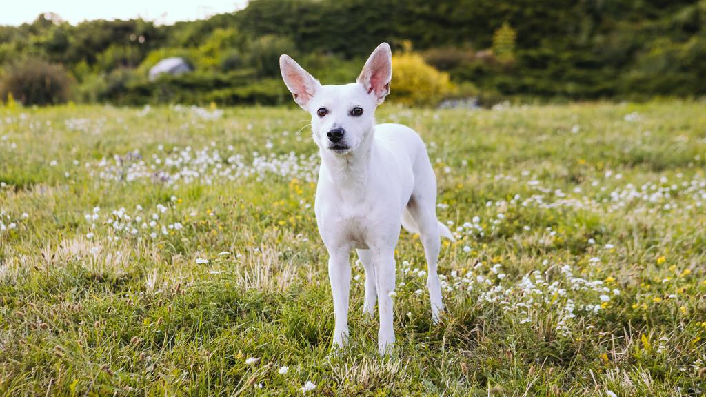 Life Stage Considerations icon