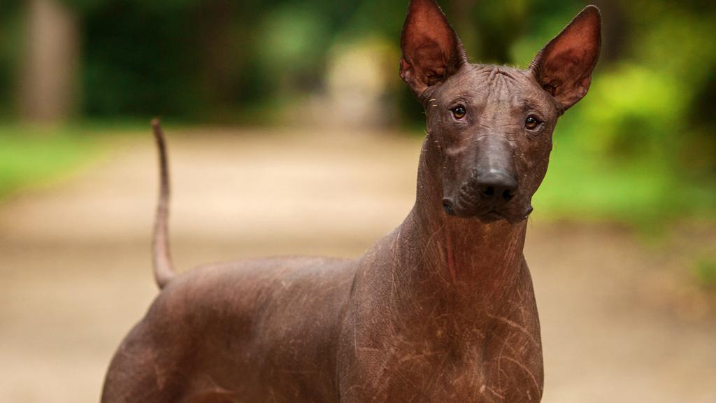 Living Environment Adaptability icon