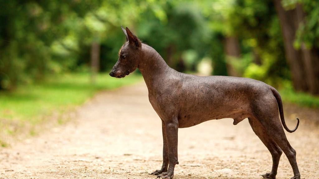 Grooming & Health icon