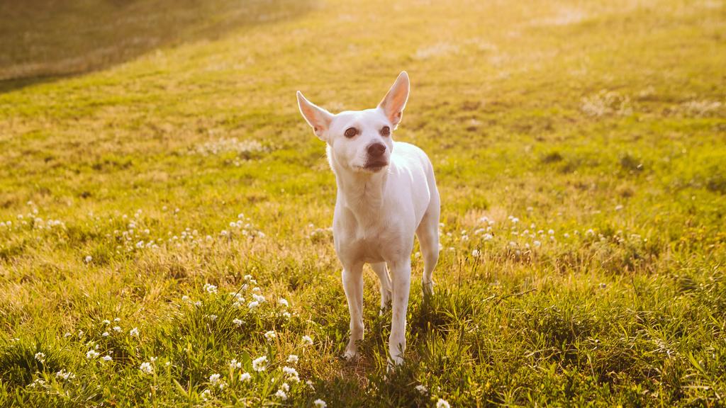 Exercise & Activity Needs icon