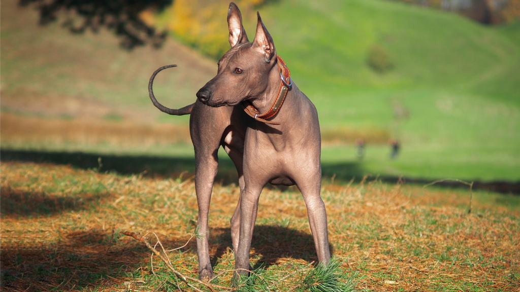 Xoloitzcuintli