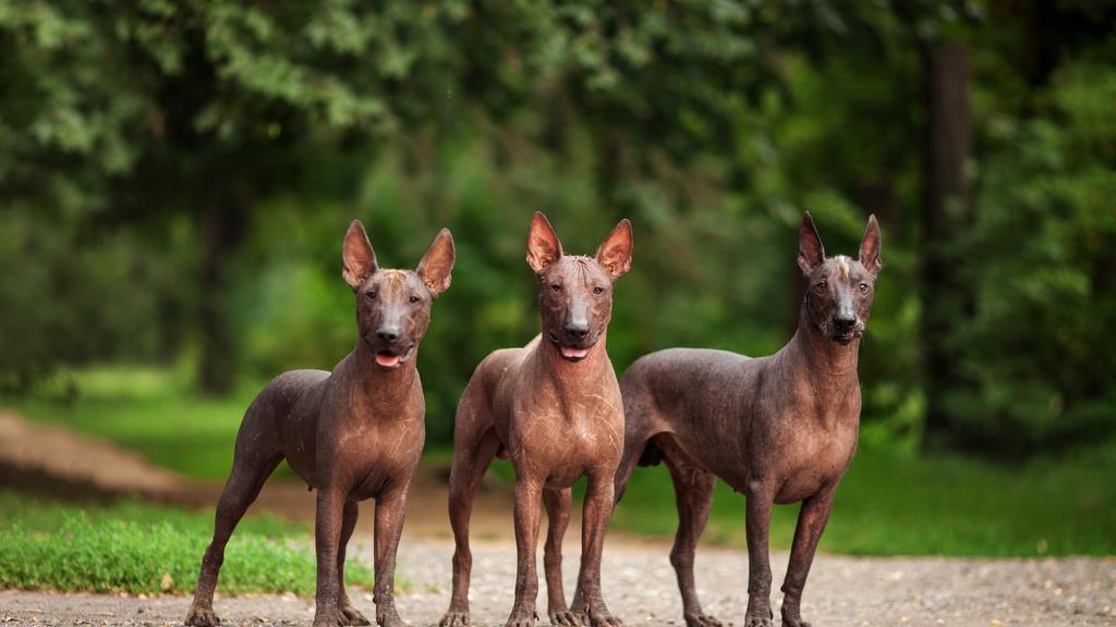 Xoloitzcuintli