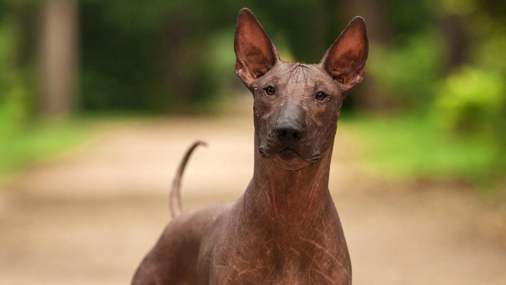 Xoloitzcuintli