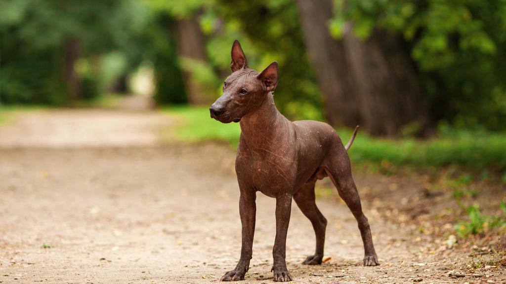 Xoloitzcuintli