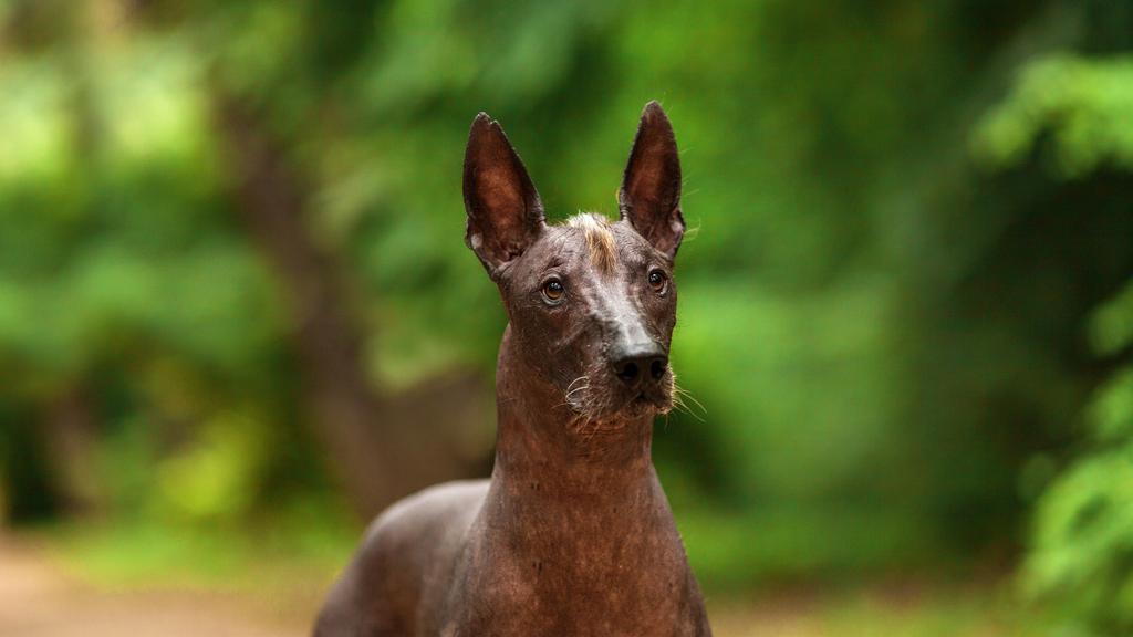 Suitability for First-Time vs. Experienced Owners icon