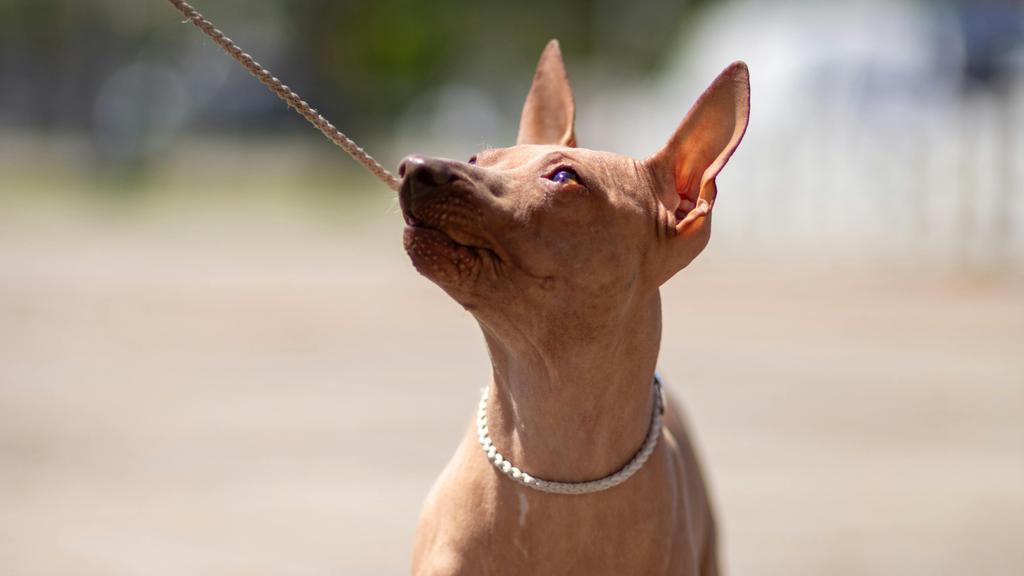 Xoloitzcuintli