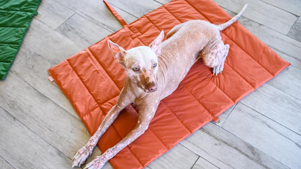 Grooming & Health icon