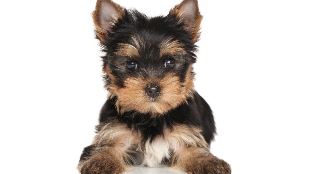 Temperament & Behavior icon