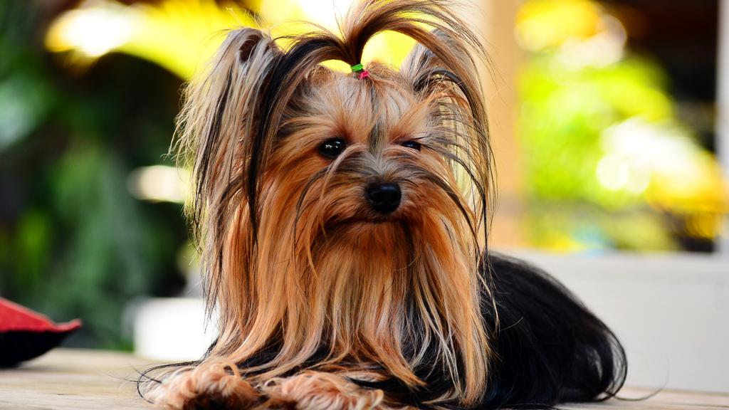 Grooming & Health icon