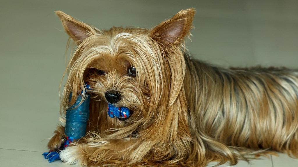 Yorkshire Terrier