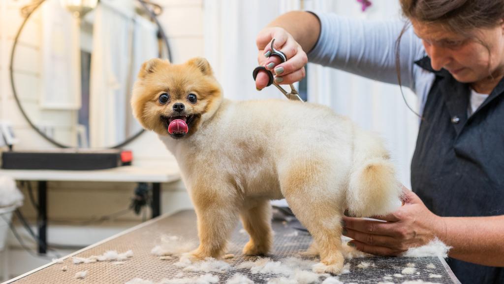 Bow Wow Pet Boutique