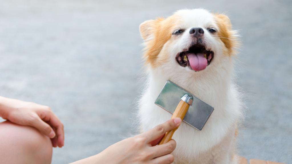 Marias Pet Grooming - Pet Groomer, Pet Grooming, Small Pet Grooming, Professional Pet Grooming, Affordable Pet Grooming
