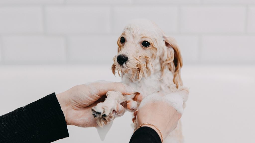 Homedog Resort & Daycare