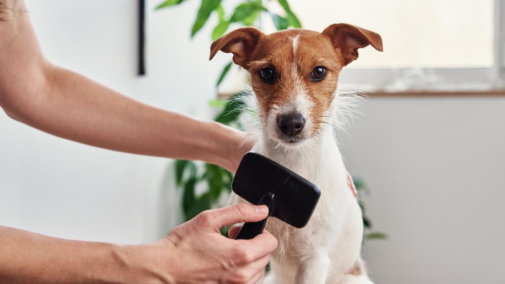 Dotties Pet Pawlor Grooming and Treatery