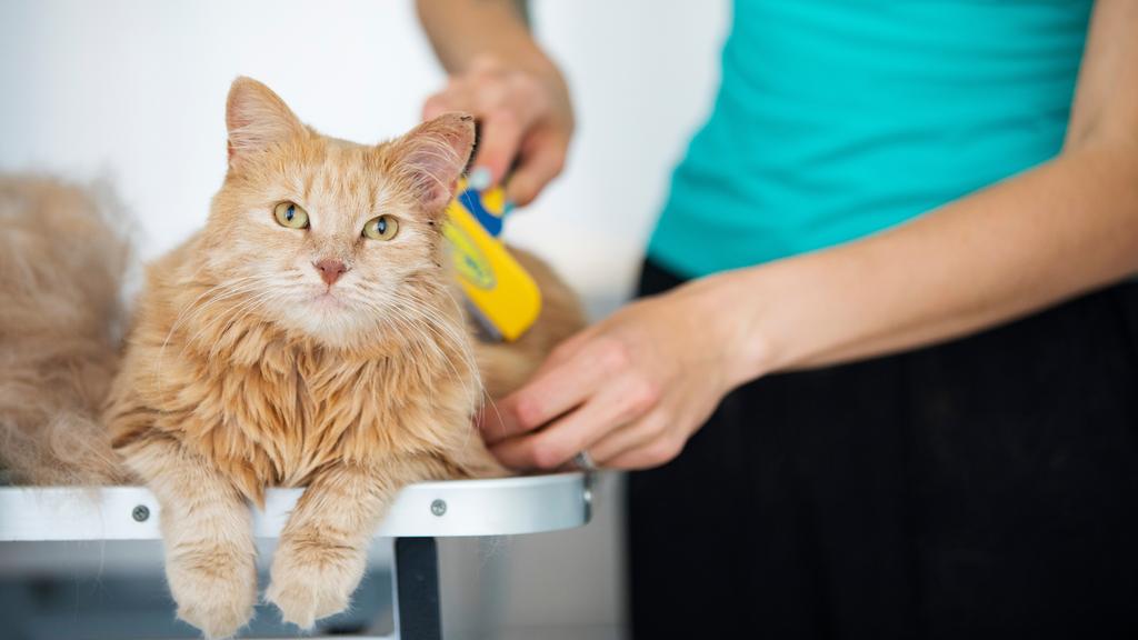 Creature Comforts Grooming