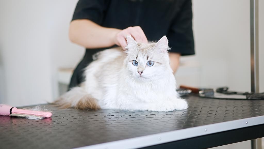 Doggie Day Spa Grooming and Self Serve Salon
