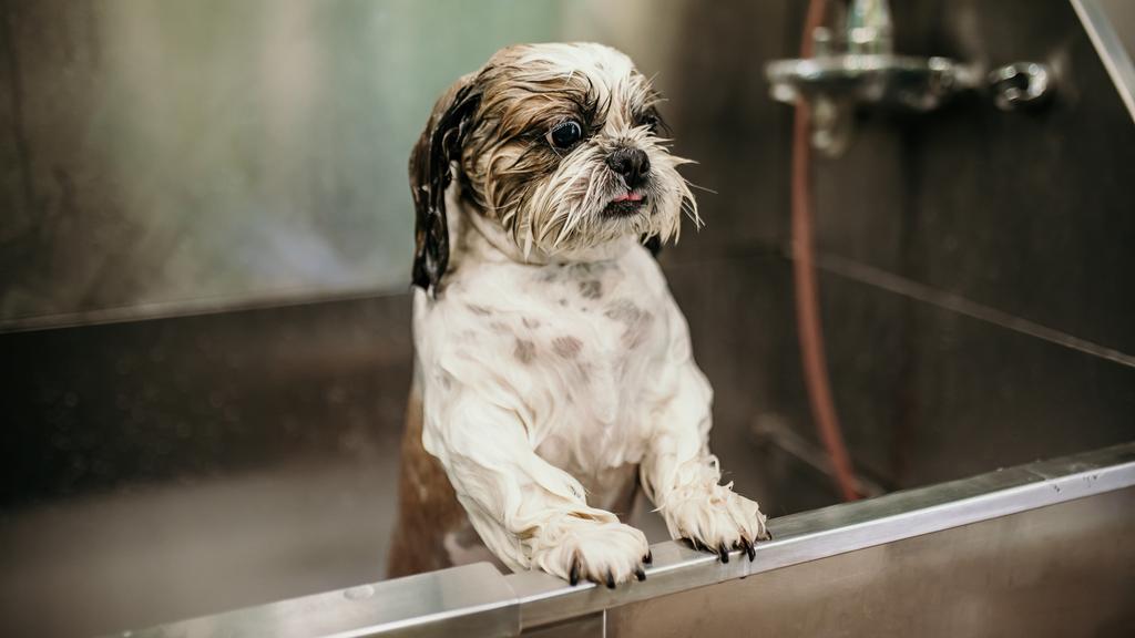 Uncle Keith's Doggie Daycare