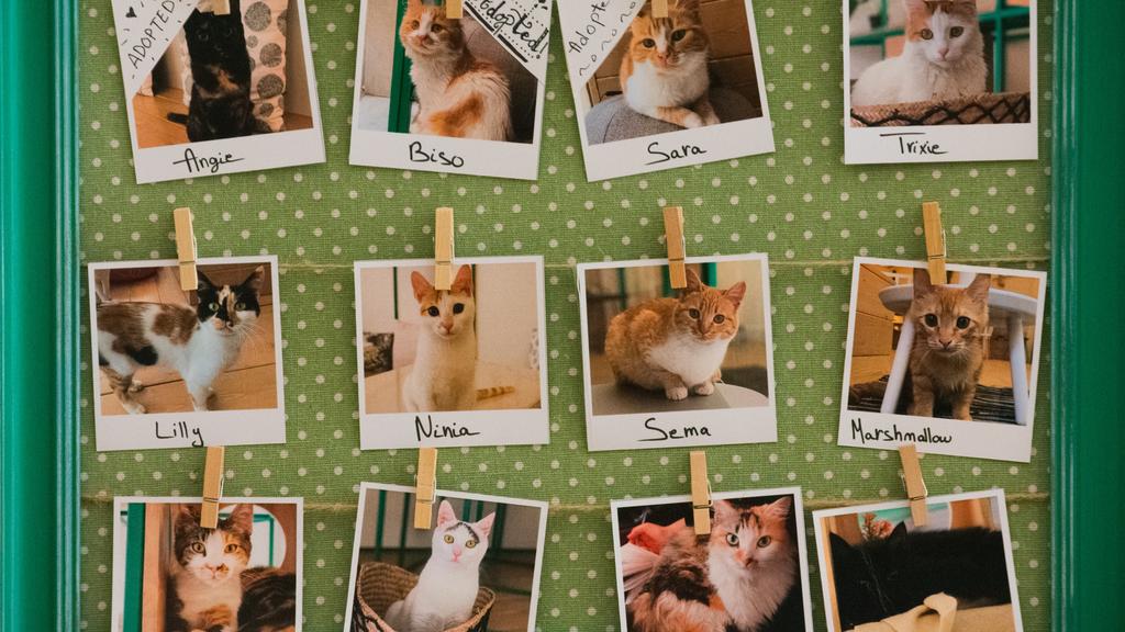 Save the Animals Foundation