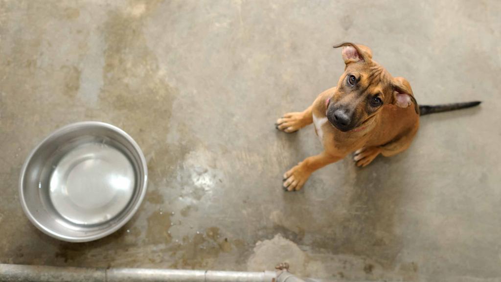 Euclid Animal Shelter