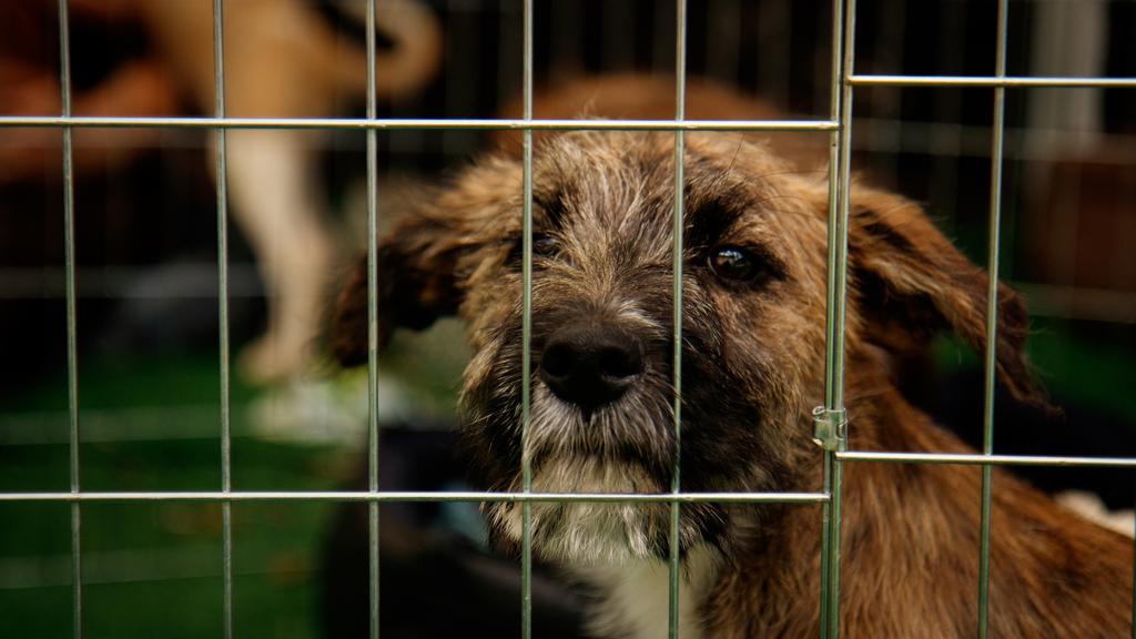 Photo of Humane Society of Adams County