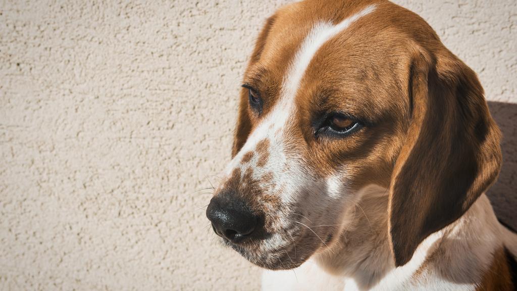 Out of The Cold Foster Home