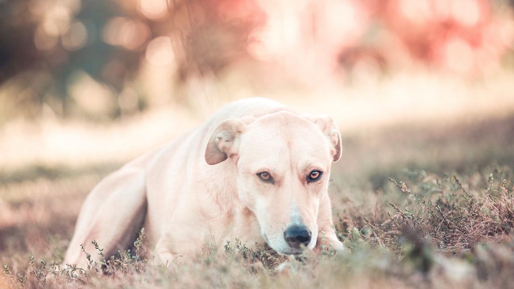 Happy Hounds Mountainside Rescue/SEBR
