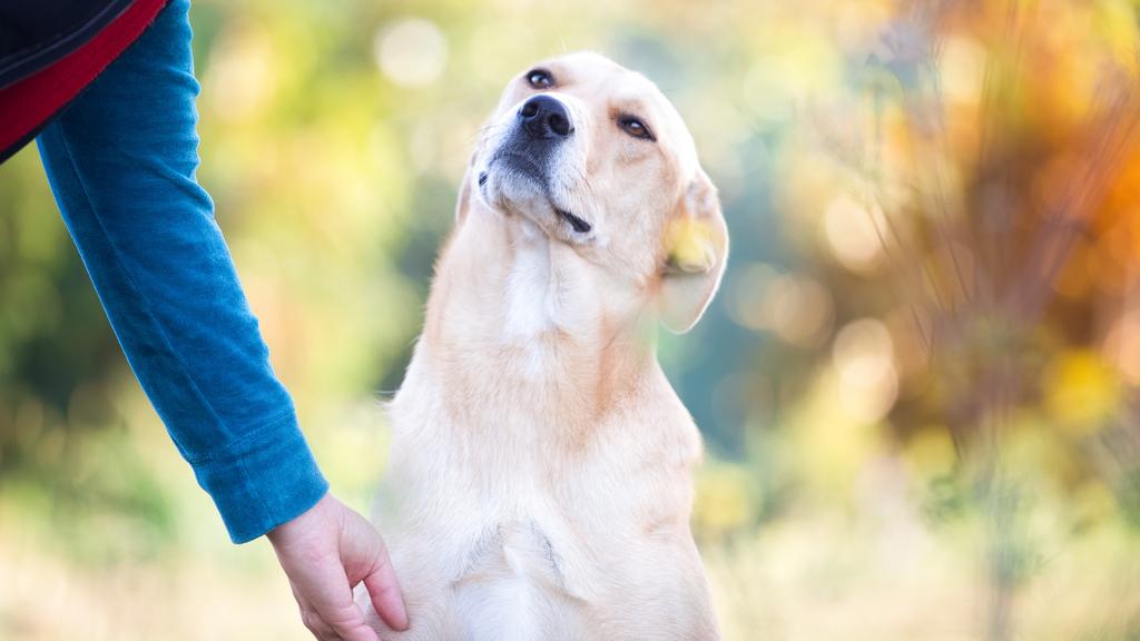 Random fallback image