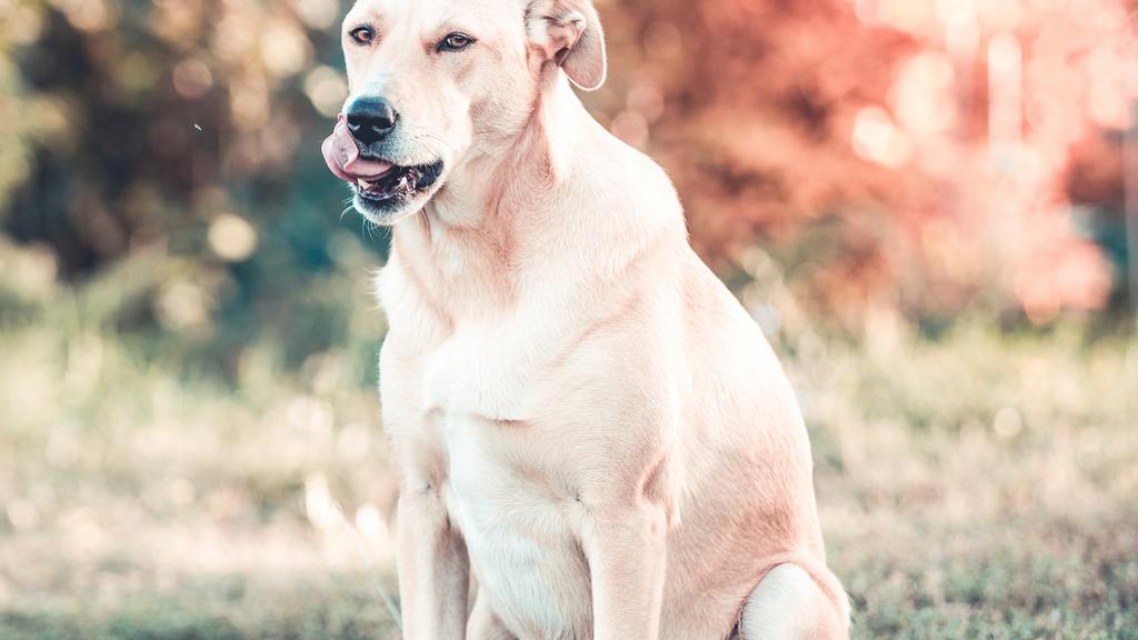 Medina County Animal Shelter